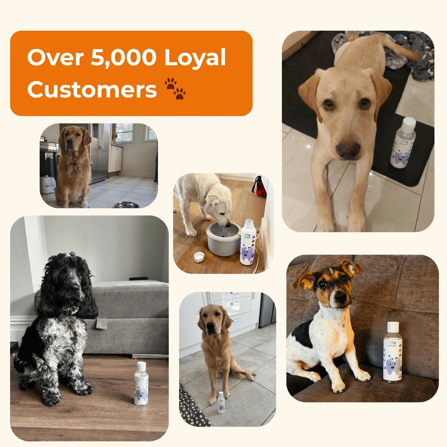 PawBright™ Dental+