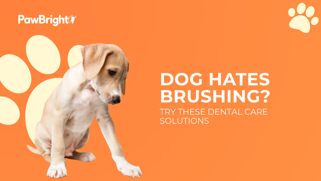 Best Dental Care Solutions for Dogs Who Hate Brushing