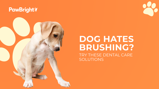 Best Dental Care Solutions for Dogs Who Hate Brushing