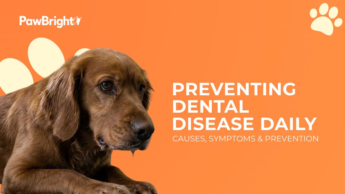Dental Disease in Dogs: Causes, Symptoms, and Prevention