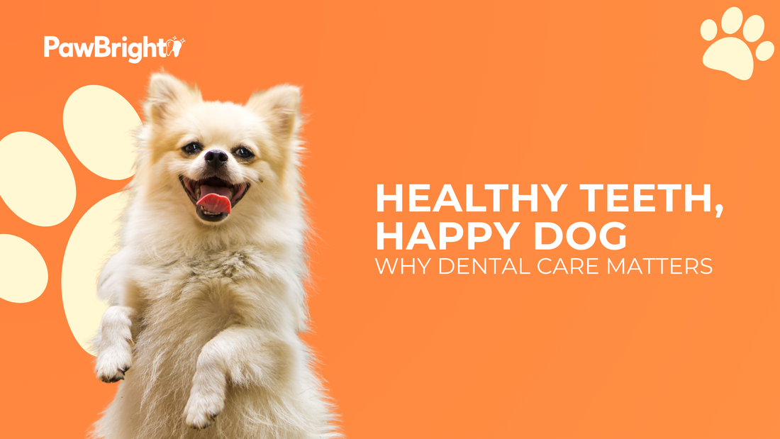 Why Dental Care Matters for Your Dog’s Health Over Time
