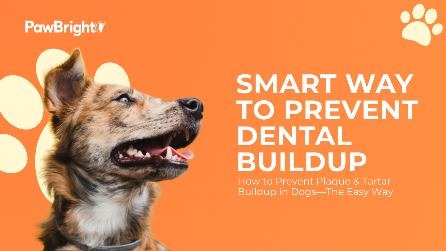 How to Prevent Plaque & Tartar Buildup in Dogs Without Brushing?