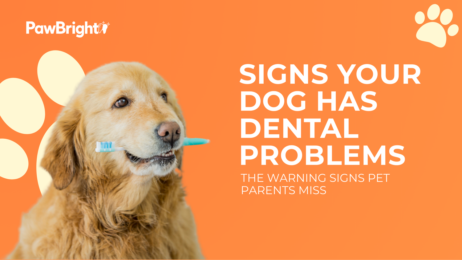 Does Your Dog Have Dental Problems? Warning Signs You Shouldn’t Ignore