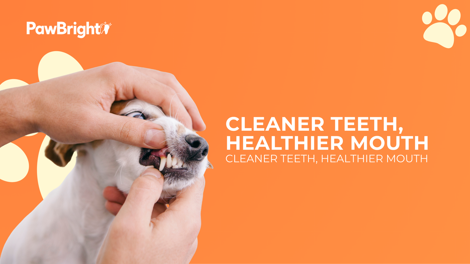 How Often Should You Clean Your Dog’s Teeth? A Vet-Backed Guide