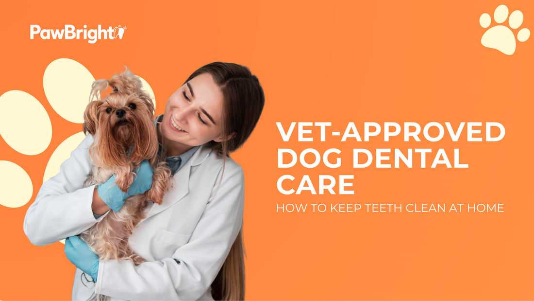 Vet-Approved Ways to Keep Your Dog’s Teeth Clean at Home