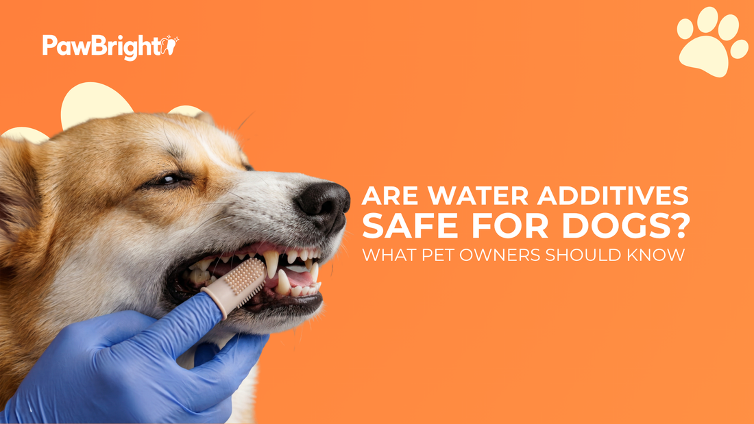 Are Water Additives Safe for Dogs? What Pet Owners Should Know