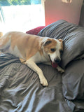 Dog lying on a bed 