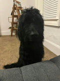 Black dog sitting on a couch