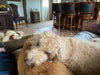 Dog lying on a couch.
