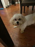 White dog under the table