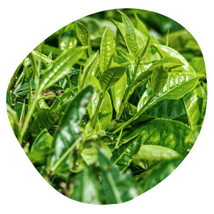 Green Tea Extract