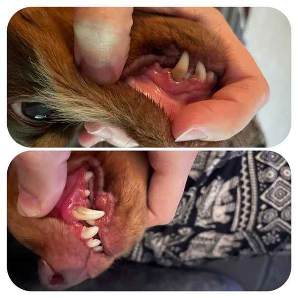 Close-up of a dog's mouth with a person holding it open, showing teeth and gums.