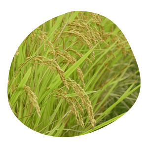 Rice Bran Extract