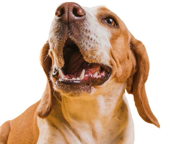 Dog with an open mouth on a white background