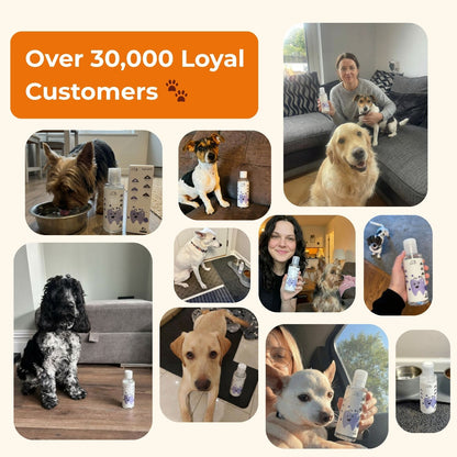 PawBright® Dental+