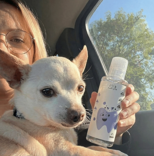 Woman holding PawBright Dental Plus bottle inside her car with her small dog next to her