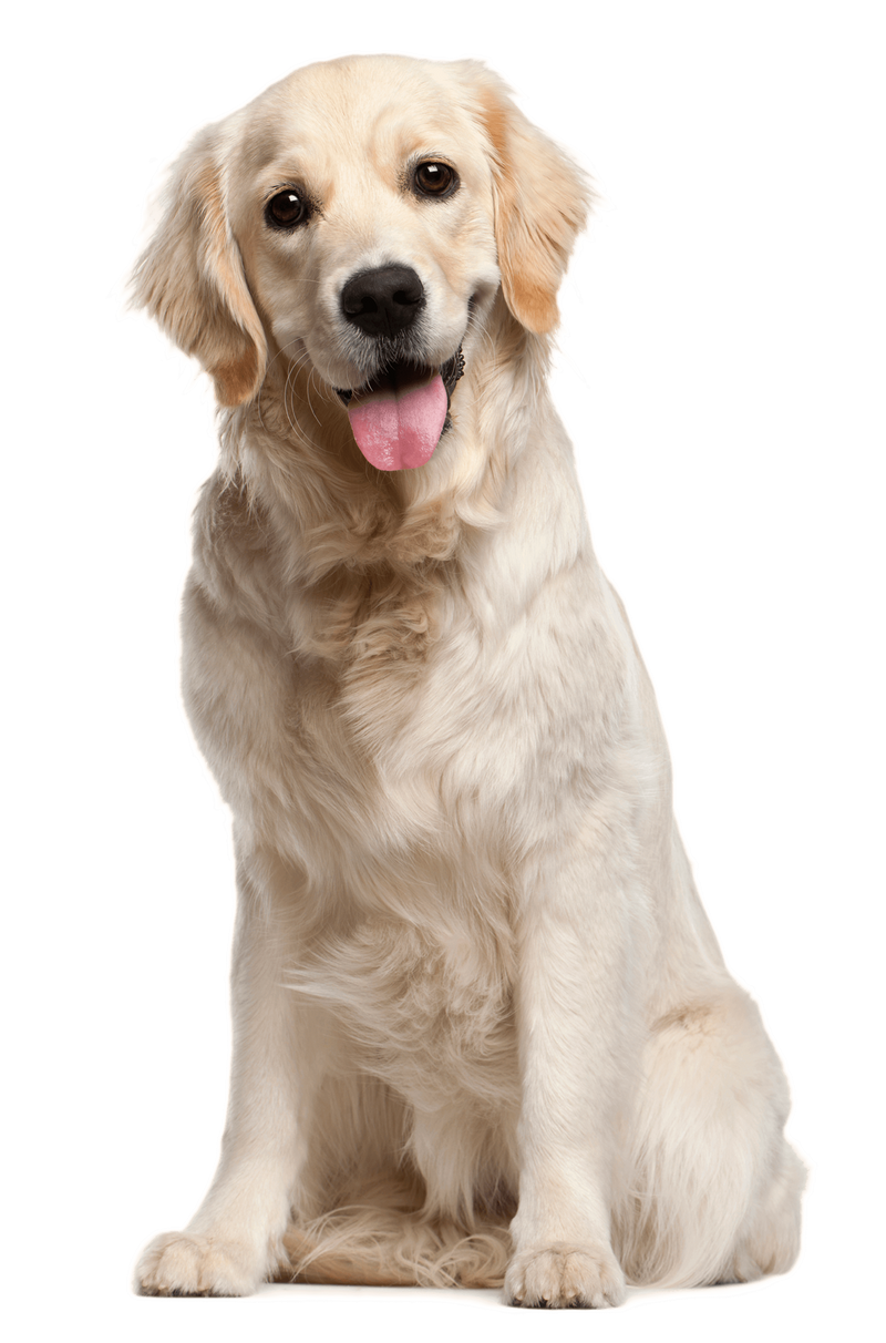 Golden retriever sitting on a white background